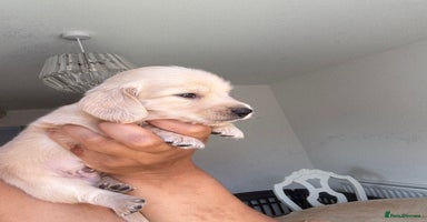 Miniature Dachshund dogs - Advert 2
