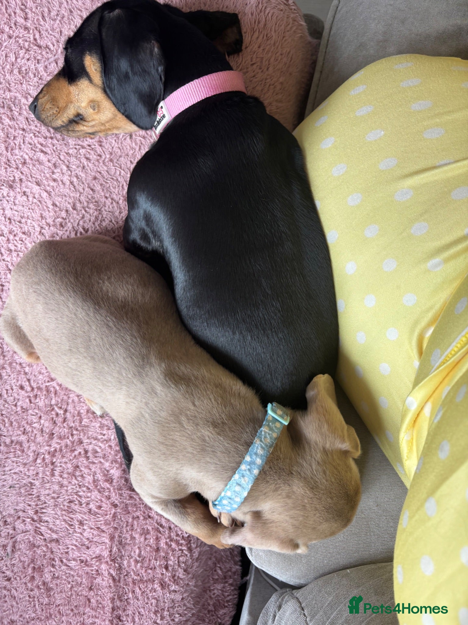 Miniature Dachshund dogs isabella tan boy - Advert 4