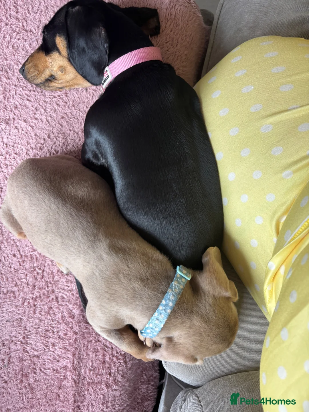 Miniature Dachshund dogs for sale: isabella tan boy in Southampton - Advert 1