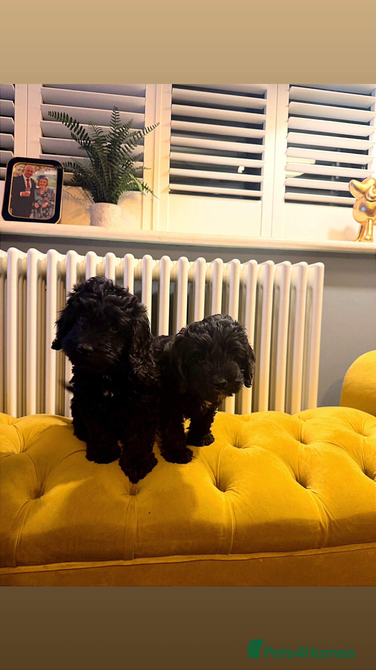 Cockapoo dogs F1 health tested Cockerpoos  - Advert 15