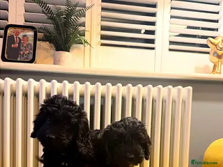 Cockapoo dogs F1 health tested Cockerpoos - Advert 15