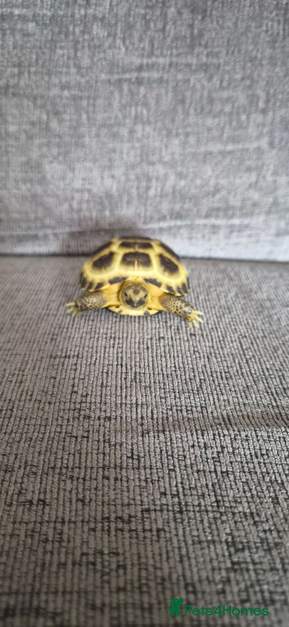 Tortoise reptiles 2 Horsefield Baby Tortoises - Advert 2