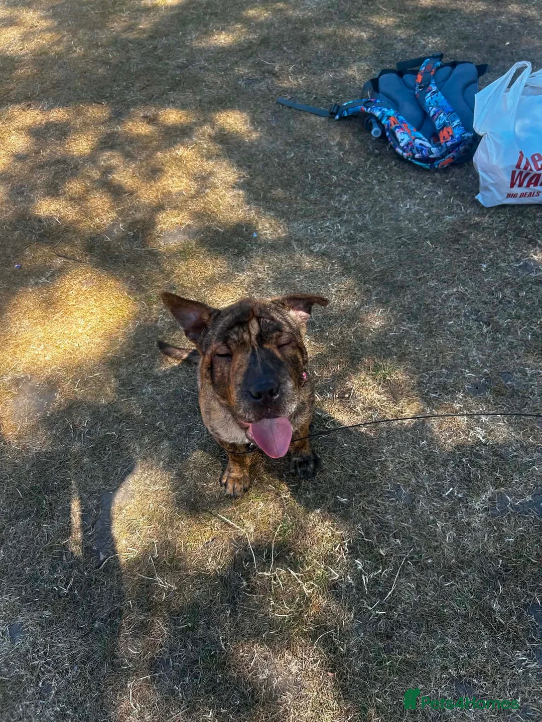 Mixed Breed dogs for sale: Sharpei X 25% Staffy in Shipley - Advert 6
