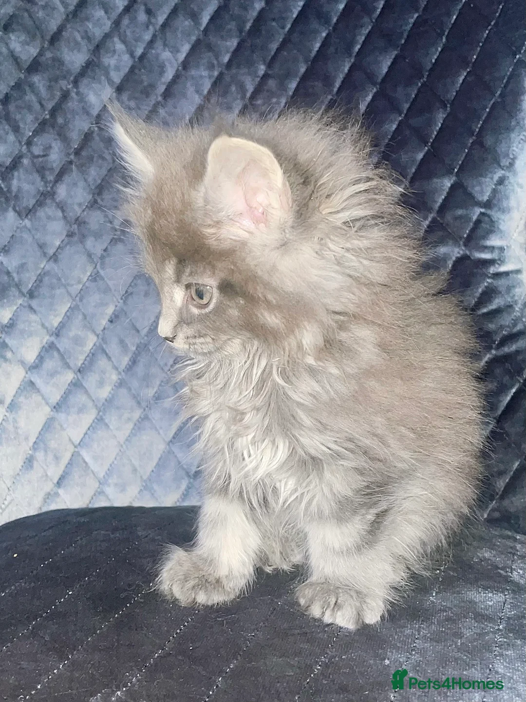 Maine Coon cats for sale: Giant Russian Mainecoons Kittens - Advert 34