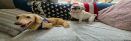Miniature Dachshund dogs for sale: Lovely little Dachsund boy - Advert 2