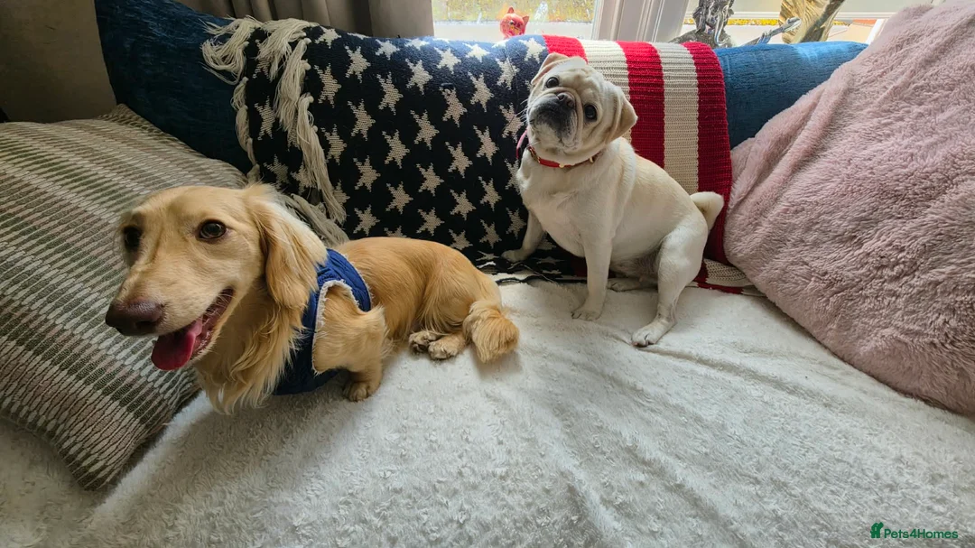 Miniature Dachshund dogs for sale: Lovely little Dachsund boy - Advert 2