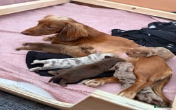 Dachshund dogs for sale: Miniature Dachshund Litter - Image 18