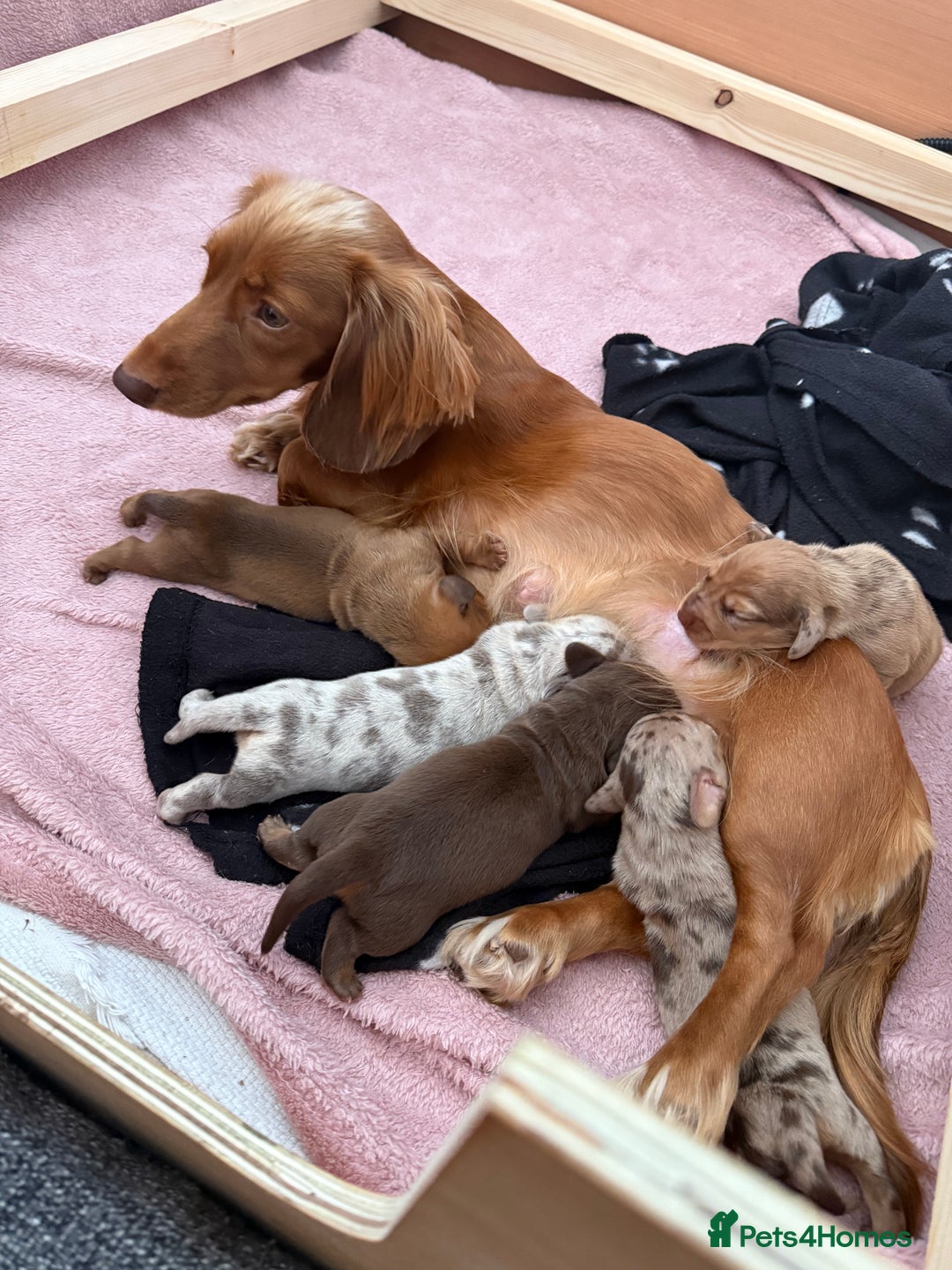Dachshund dogs for sale: Miniature Dachshund Litter - Image 18
