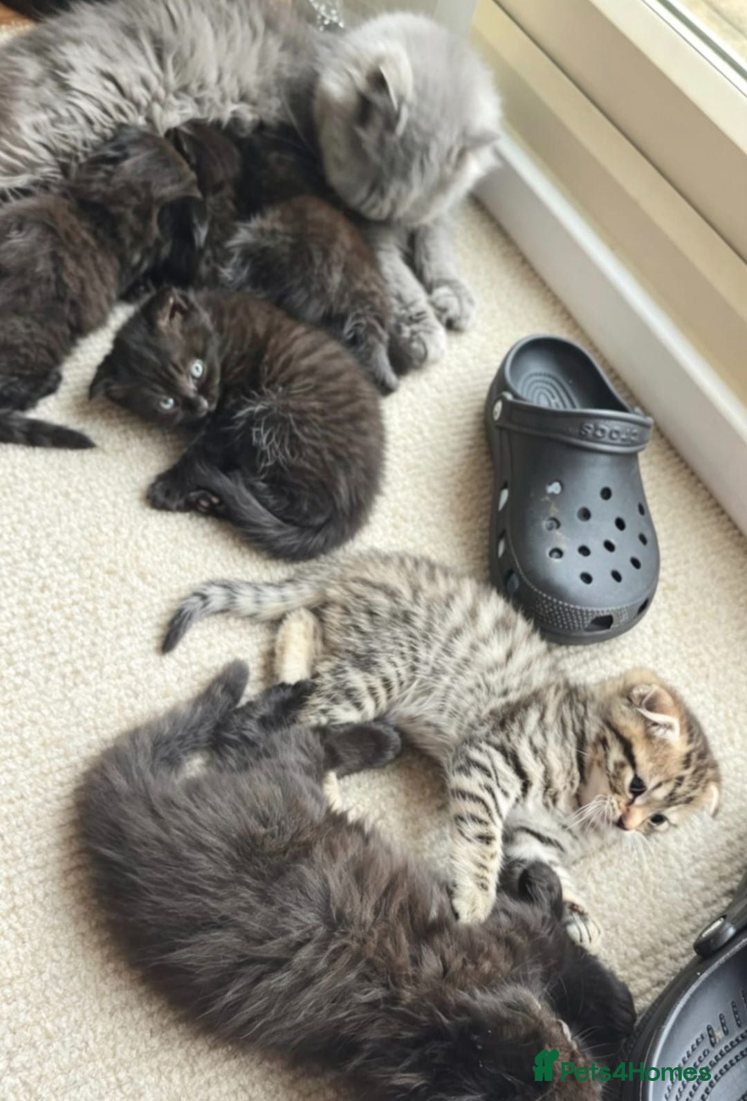 Scottish Fold cats Scottish fold kittens 9 wks old ready to leave - Advert 1