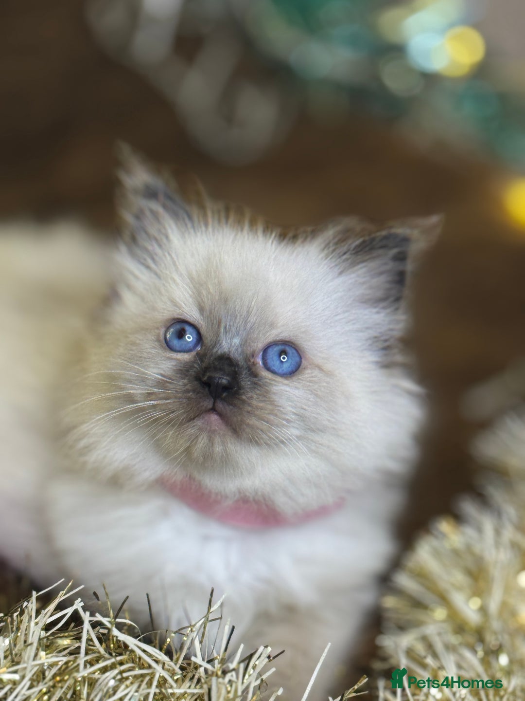 Ragdoll cats for sale: GCCF Pure Ragdoll Seal/Blue Point Lynx Mitted - Advert 39