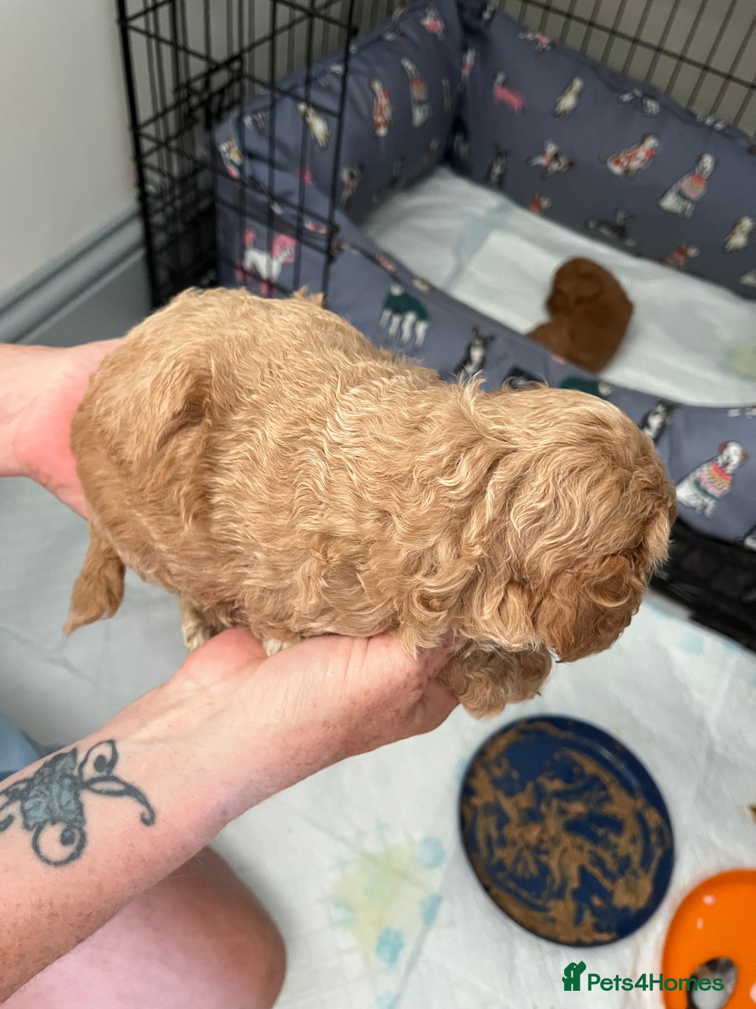 Poochon dogs for sale: 1 female 1 male Poochon puppy.  - Image 13