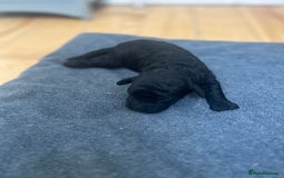 Cockapoo dogs for sale: Beautiful litter of merle and black cockapoos  - Image 3