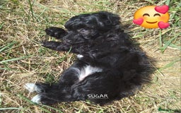 American Cocker Spaniel dogs for sale: SIX SNUGGLE MUFFINS AMERICAN COCKER, TOY POODLE - Image 17