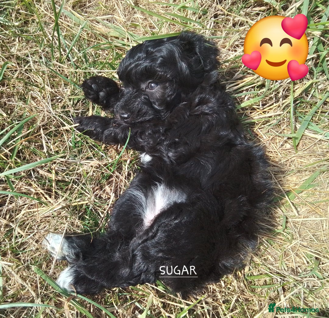 American Cocker Spaniel dogs for sale: SIX SNUGGLE MUFFINS AMERICAN COCKER, TOY POODLE - Image 17
