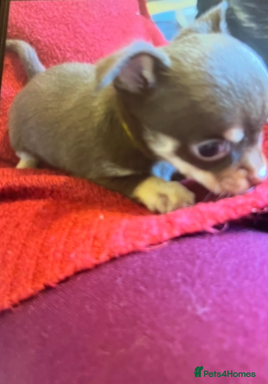 Chihuahua dogs for sale: Chihuahua teacups - Image 12