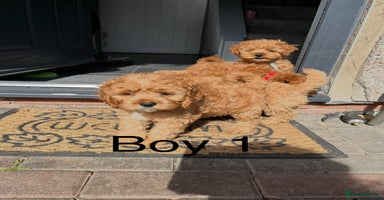Cavapoo dogs - Advert 8