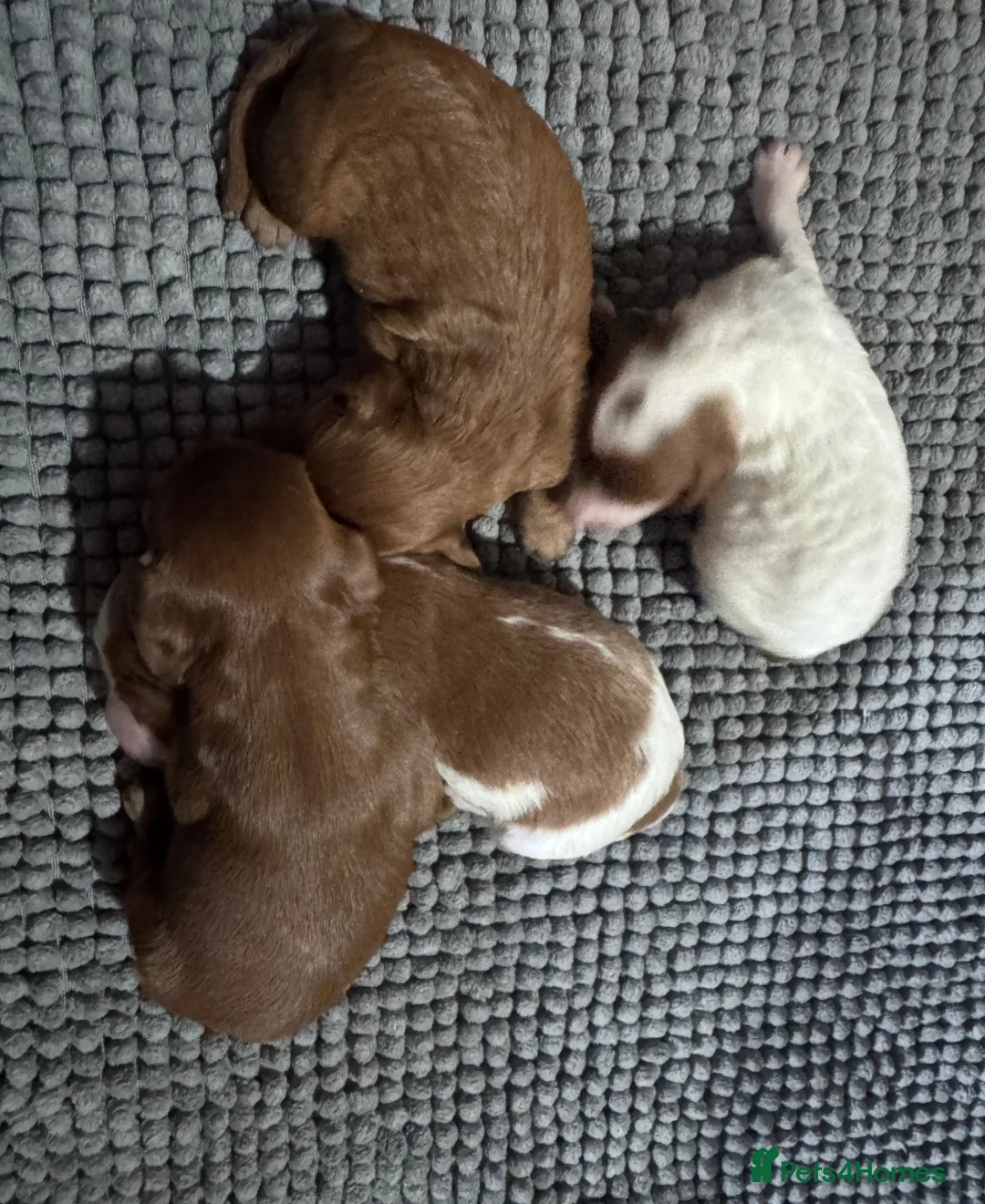 Cavapoo dogs for sale: Stunning Cavapoo puppies including party colours  - Advert 11