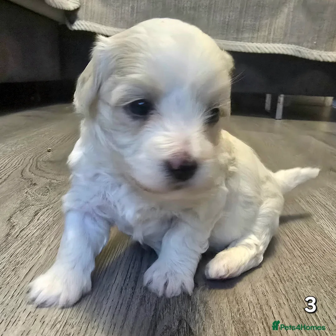 Maltipoo dogs for sale: Loving F2 Maltipoo Puppies Raised at Home 🐾 - Advert 9
