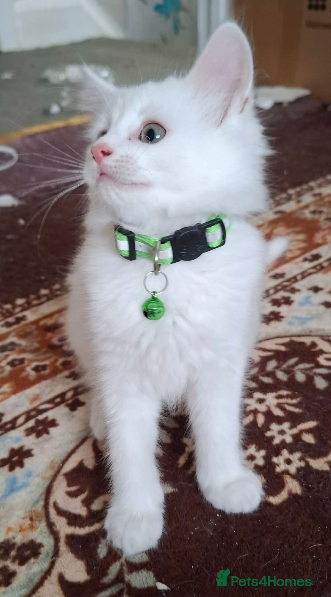Mixed Breed cats for sale: 3 White Boy Kittens For Sale - Advert 9