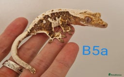 Gecko reptiles for sale: Juvenile Crested Geckos - Image 29