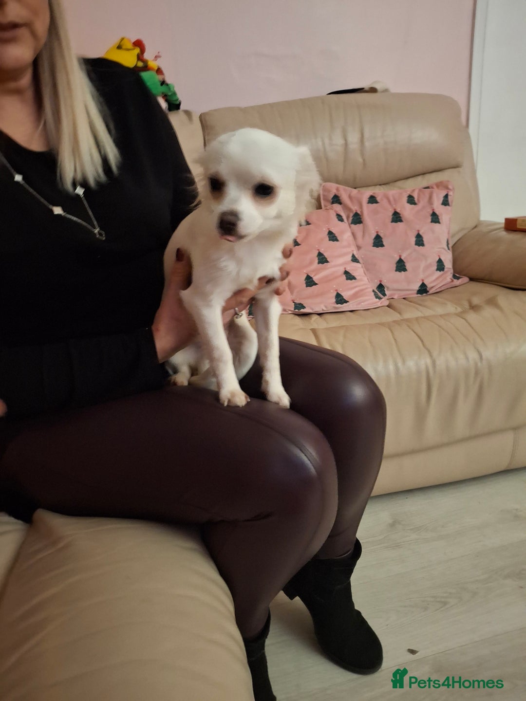Chihuahua dogs for sale: White long furred male chihuahua - Advert 7