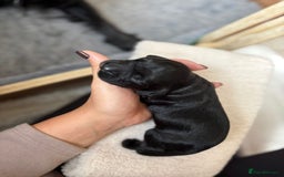 Cocker Spaniel dogs for sale: Working cocker spaniels for sale  - Image 18