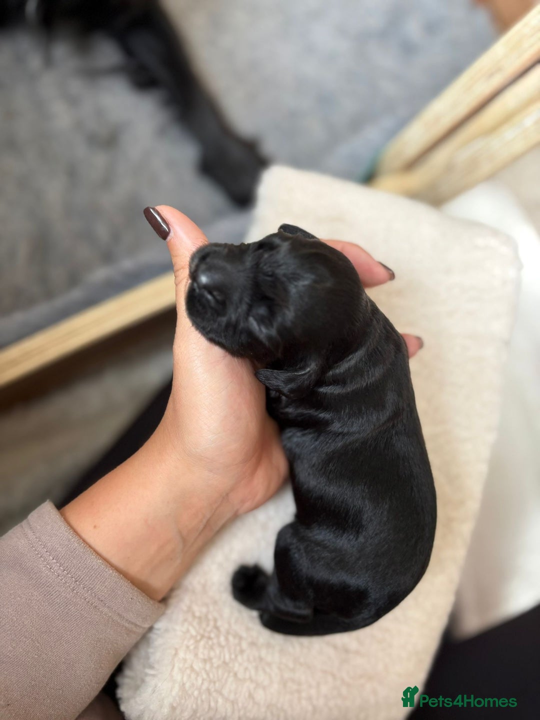 Cocker Spaniel dogs for sale: Working cocker spaniels for sale  - Image 18