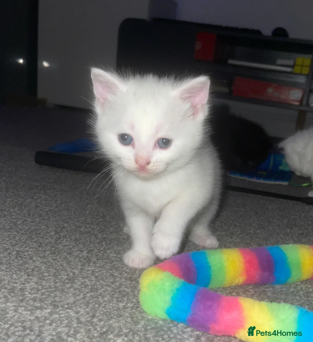 Turkish Angora cats for sale: 4 beautiful Turkish angoras  - Advert 5
