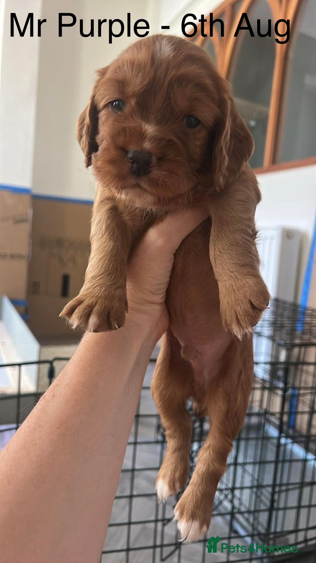 Cocker Spaniel dogs Red Working Cocker Spaniels - Advert 2