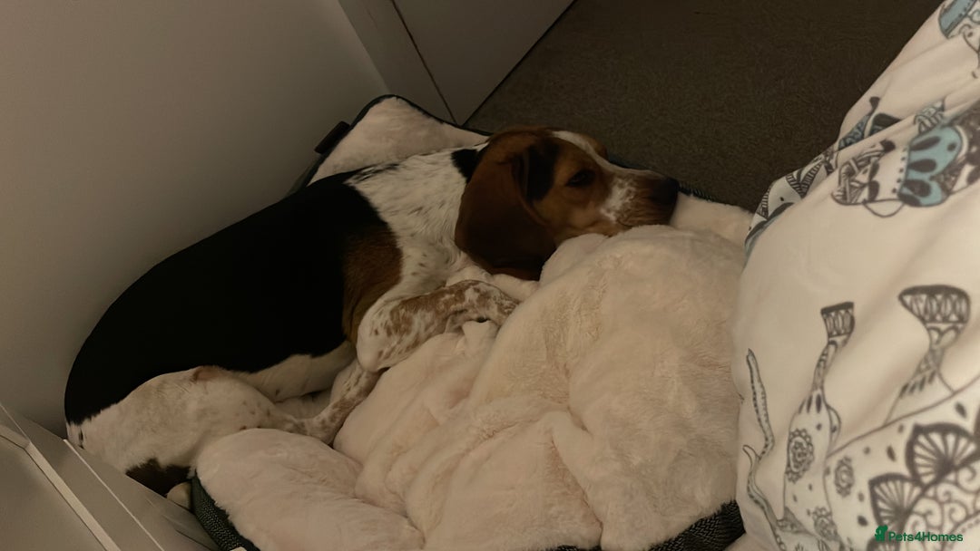 Beagle dogs for sale: Rehoming Charlie Boy  - Advert 2