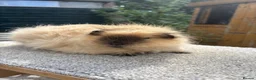 Guinea Pig rodents for sale: Pure Swiss Guinea Pig Boars (Bonded Dad and Son) - Advert 5