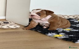 English Bulldog dogs for sale: READY TO LEAVE STUNNING ENGLISH BULLDOGS  - Image 5