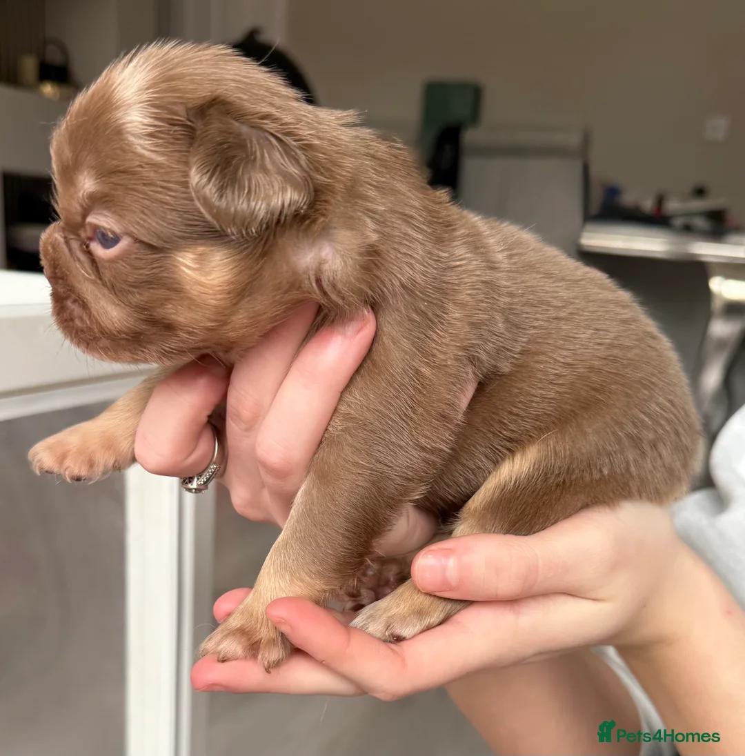 French Bulldog dogs for sale: Full fluffy frenchies  - Advert 27