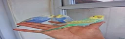 Budgerigars birds for sale: Super hand tamed baby budgies for sale  - Advert 9