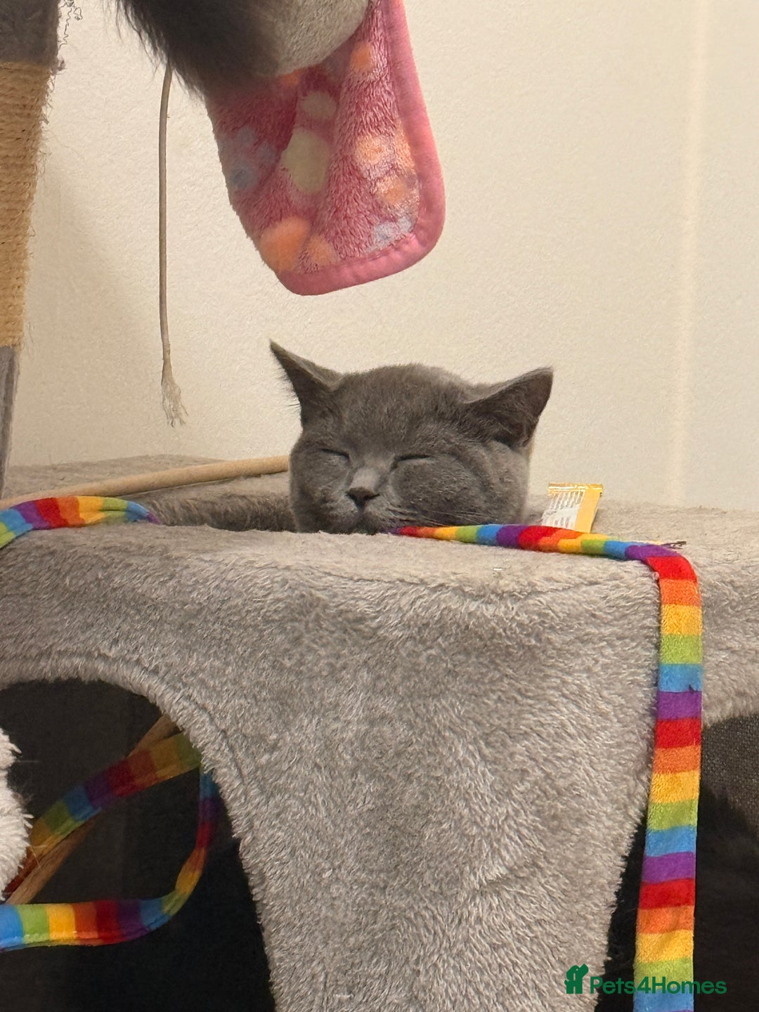 British Shorthair cats for sale: British shorthair female for sale  - Advert 5