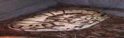 Python Snake reptiles for sale: CB14 bumblebee bloodball hybrid python  in Stourbridge - Advert 3