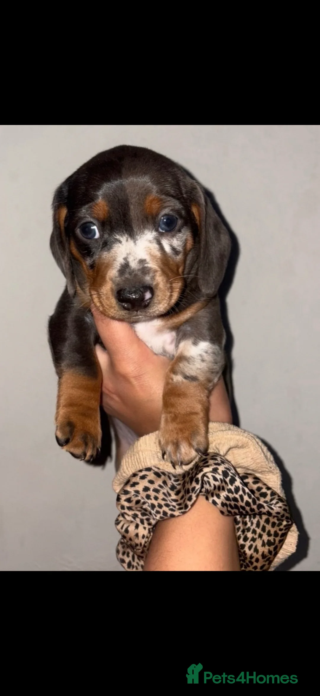 Dachshund dogs for sale: Dashounds  in Stockton-on-Tees - Advert 1