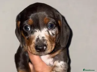 Dachshund dogs Dashounds - Advert 13