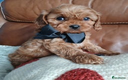 Cavapoo dogs for sale: Cavapoo puppies for sale - Image 4