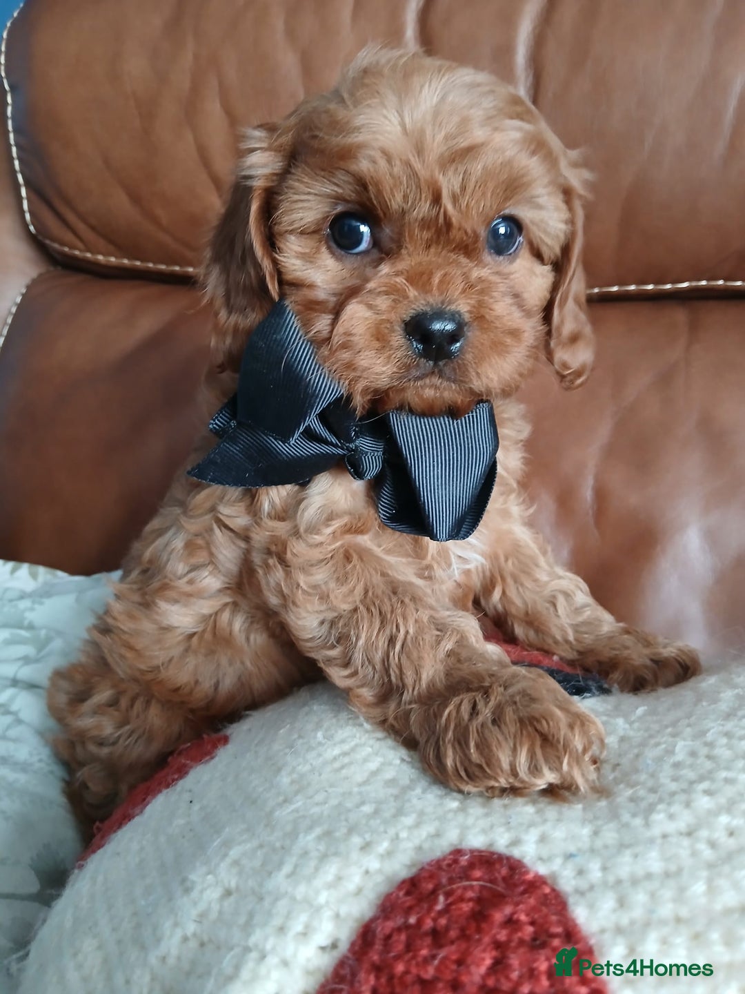 Cavapoo dogs for sale: Cavapoo puppies for sale - Image 4