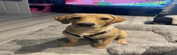 Labrador Retriever dogs for adoption: Yellow Labrador retriever  - Advert 3
