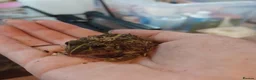 Frog reptiles for sale: Giant African bullfrog (TREVOR) - Advert 2