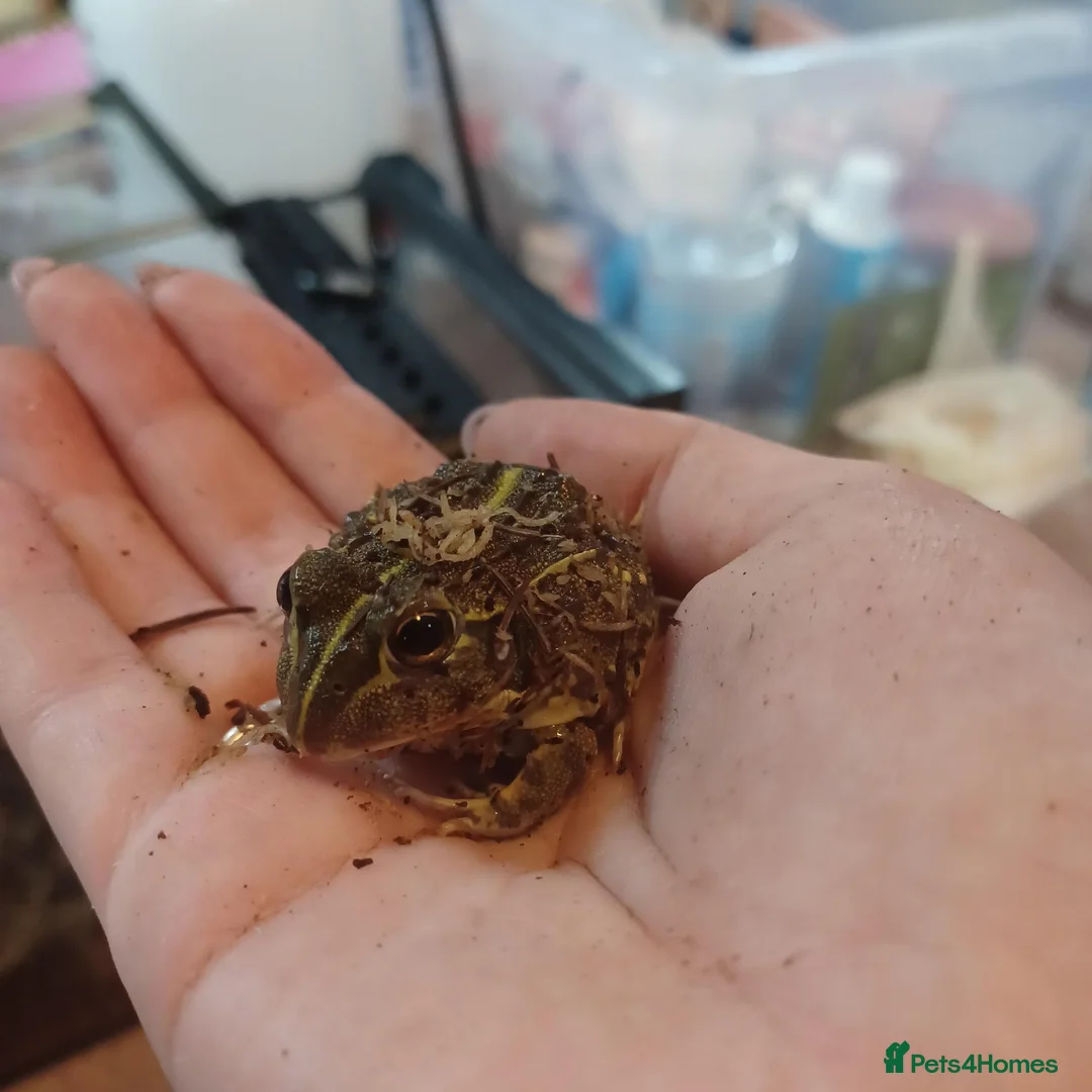 Frog reptiles for sale: Giant African bullfrog (TREVOR) - Advert 2