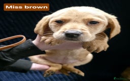 Labrador Retriever dogs for sale: Golden Labrador puppies  - Image 25