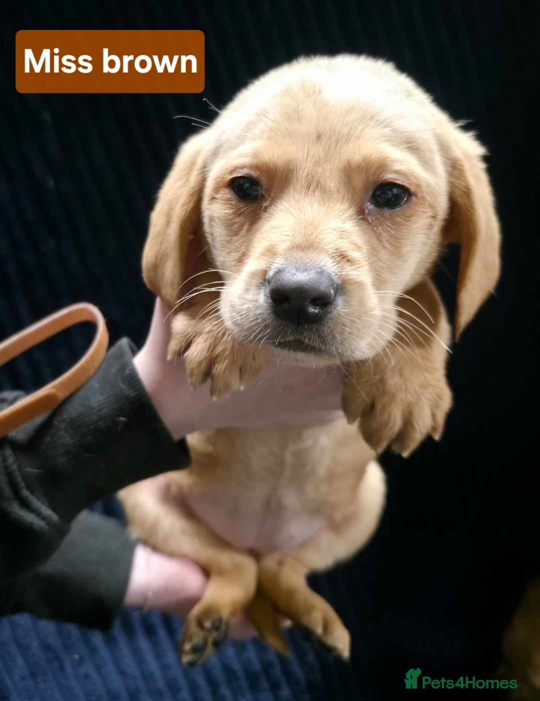 Labrador Retriever dogs for sale: Golden Labrador puppies  - Image 25