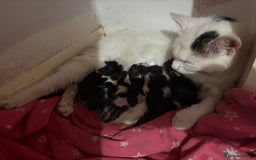 Domestic Shorthair cats for sale: Kittens for sale  - Image 9