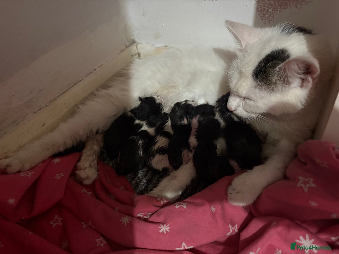 Domestic Shorthair cats for sale: Kittens for sale  - Image 9