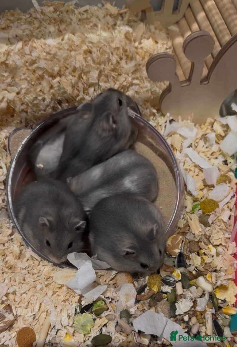 Hamster rodents Pedigree Winter White pups  - Advert 4