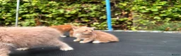 Mixed Breed cats for sale: Adorable Kittens for Sale 🐱❤️ - Advert 3
