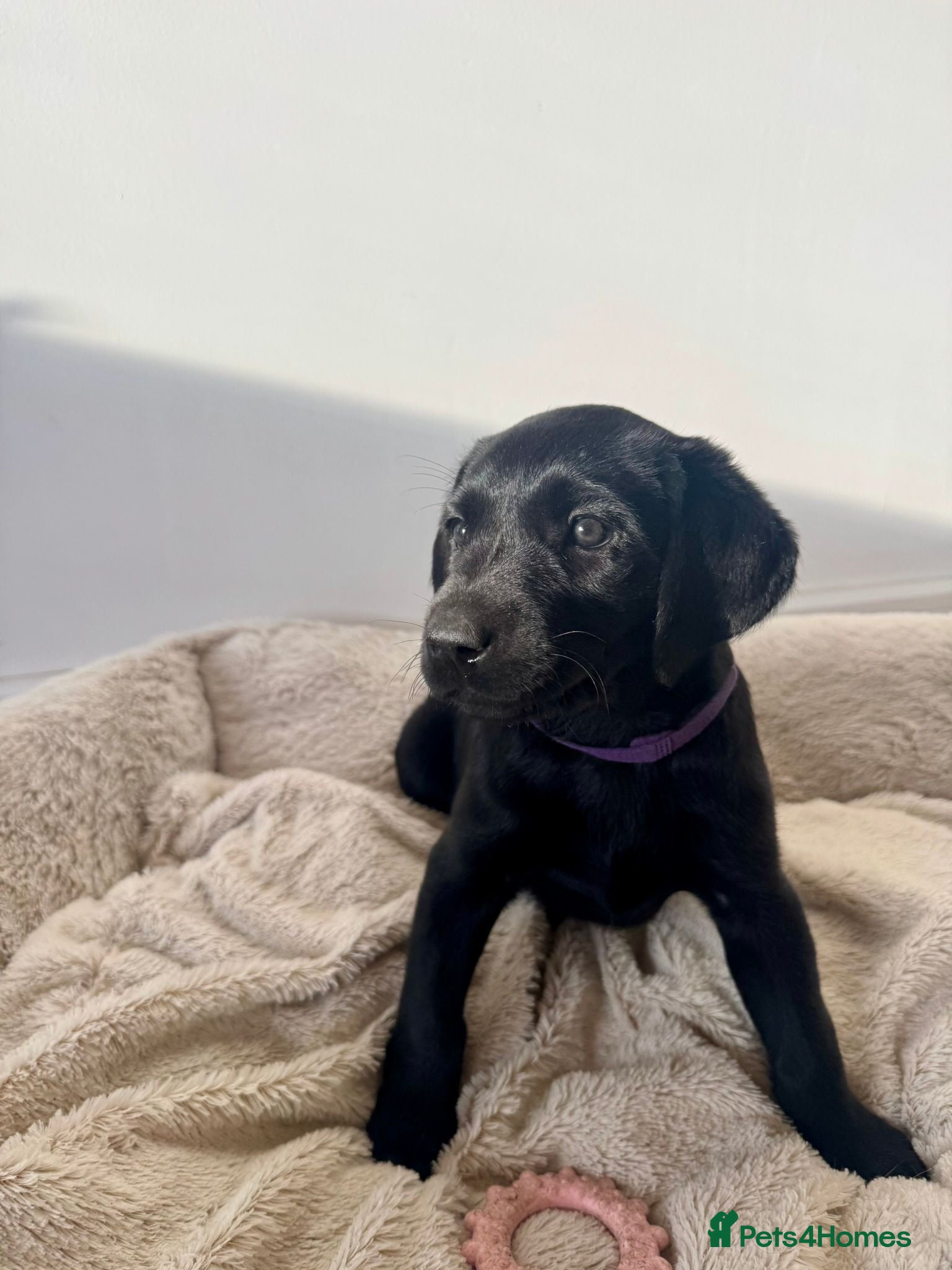 Labrador Retriever dogs Gorgeous 6-Week-Old Working Labrador Puppies - Advert 2